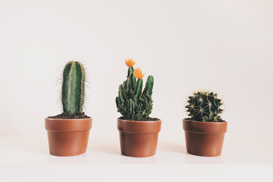 A lineup of three potted cacti featuring different varieties.