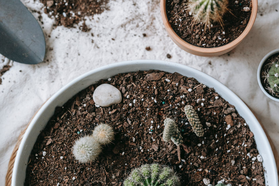 A white pot filled with cactus soil, ready for planting, with a small trowel on the rim. Several other potted cacti of various shapes and sizes are visible in the background.