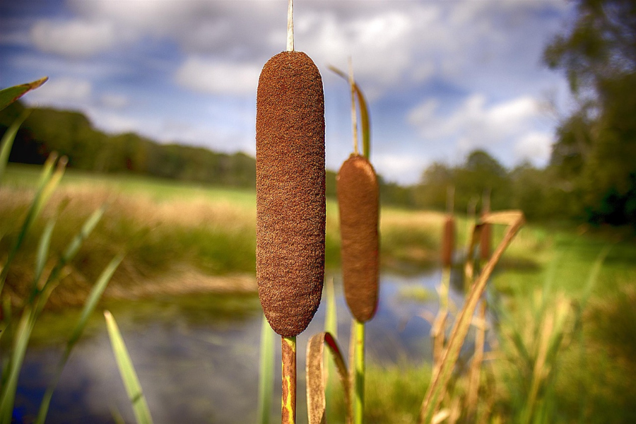 Image of a corn dog plant.