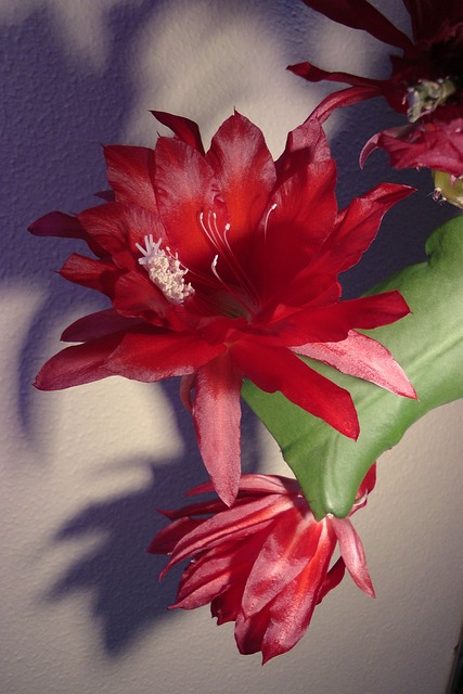 Easter Cactus
