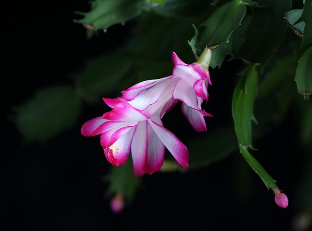 Thanksgiving Cactus