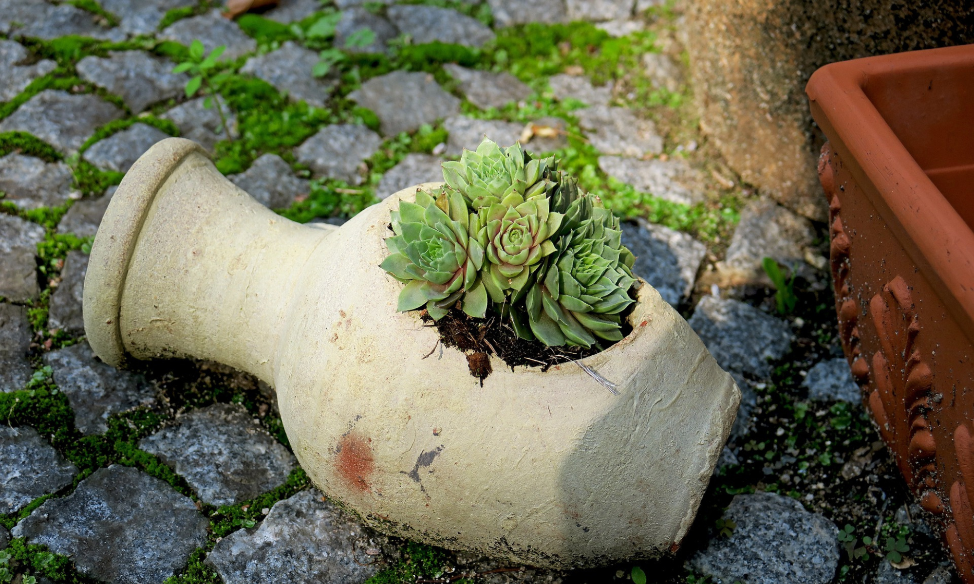 A photo of a succulent plant potted in a jar, resting on a bed of small rocks and grass in a landscape setting